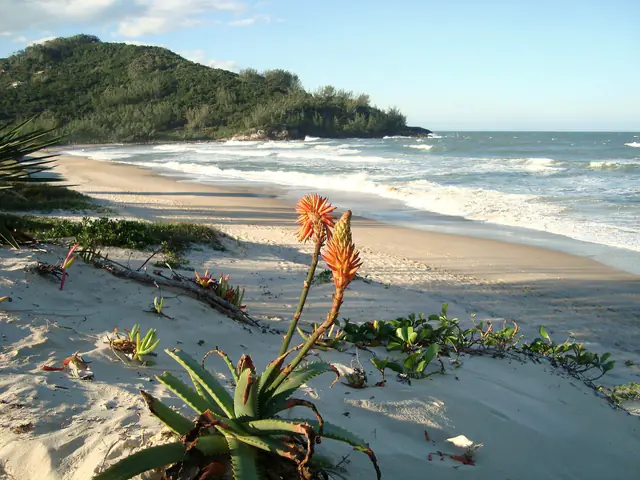 Amanhecer na Praia da Ferrugem, com babosa florida na restinga e o mar ao fundo